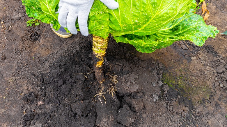 pulling cabbage out of garden