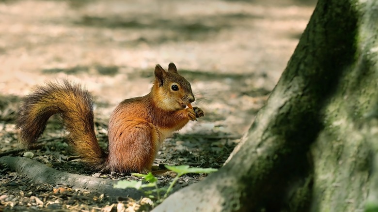 Squirrel eating