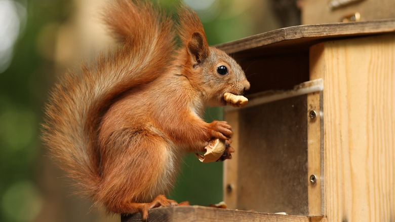 Squirrel on bird feeder