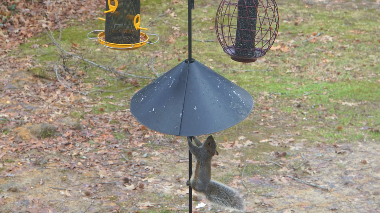 Squirrel baffle