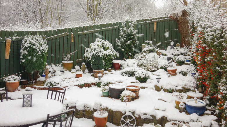 snow covered garden