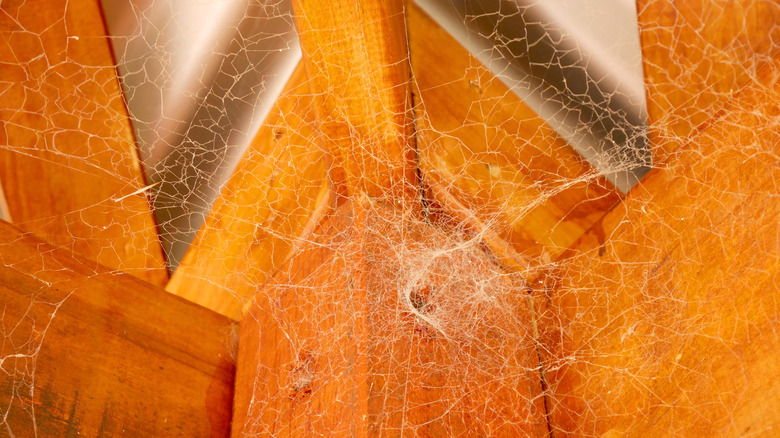 cobwebs on wooden ceiling