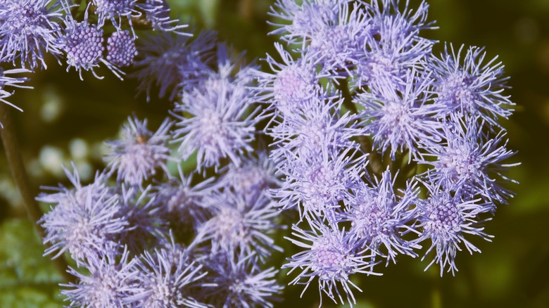 blue mistflower blooming