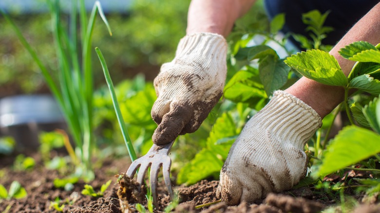 person removing weeds 