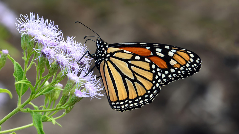 butterfly on blue mistflower