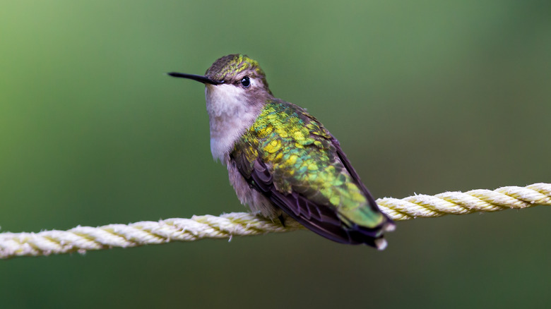 hummingbird sitting on a rope