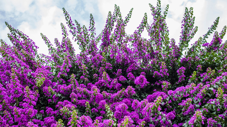 'Twilight' crepe myrtle in bloom