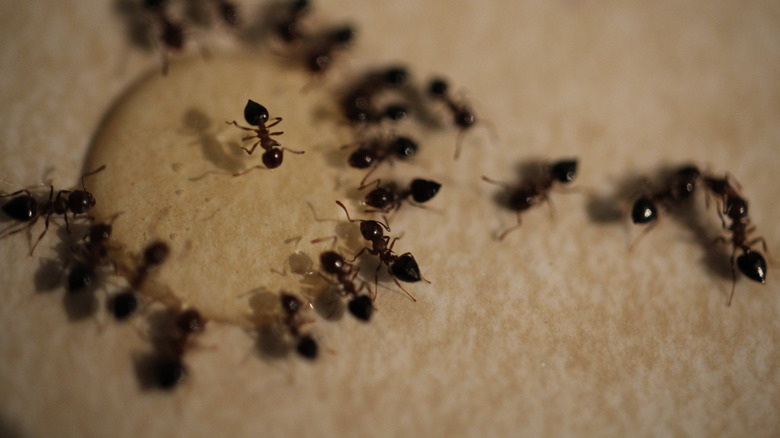 borox ant trap with ants