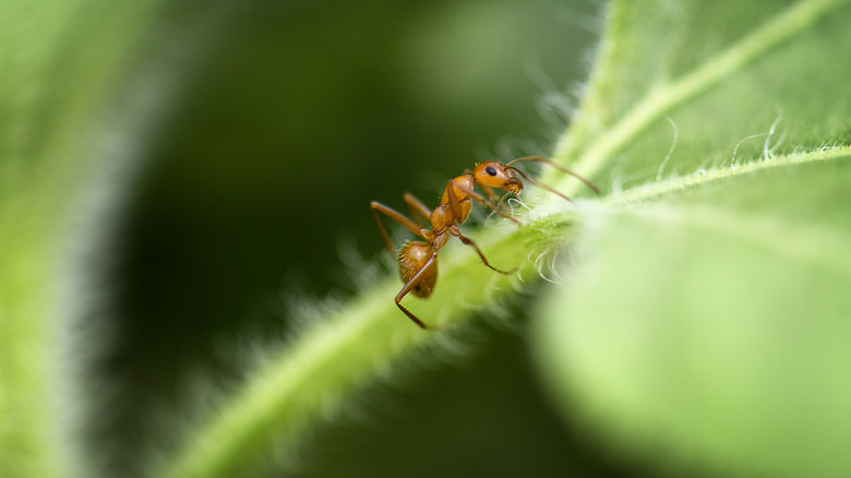 Fire ant on sunflower stem