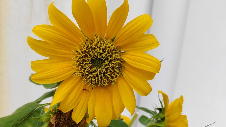 ant on sunflower 