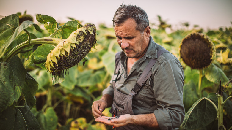 Farmer assessing sunflower seeds