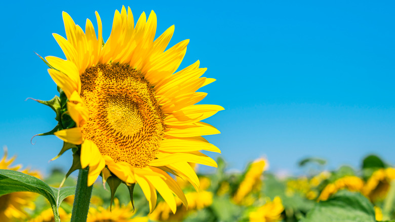 sunflower close up in field