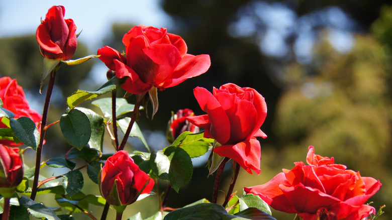 A bouquet of red roses in a vase beside the window