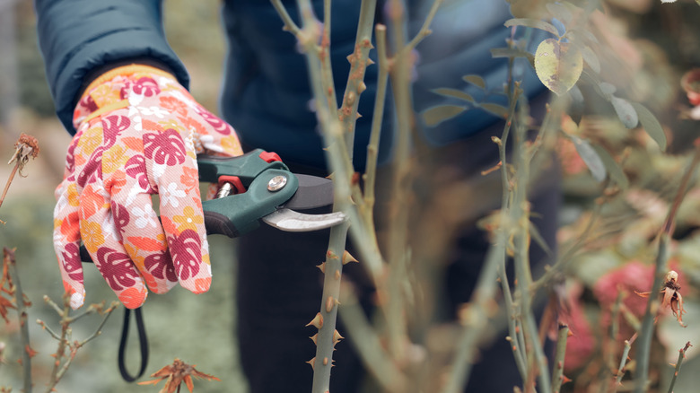 A hand in a gardening glove using shears to prune a rose bush