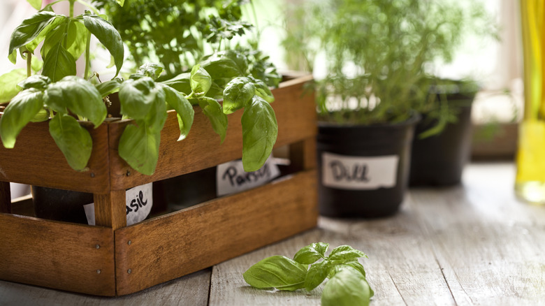 herbs growing in small containers