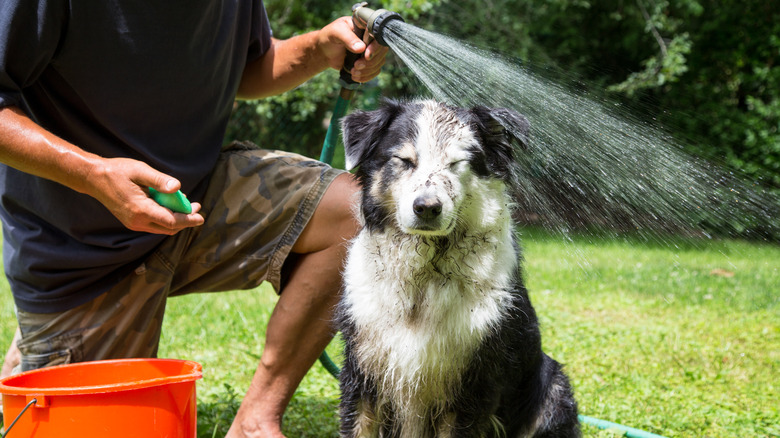 dog being washed with hose