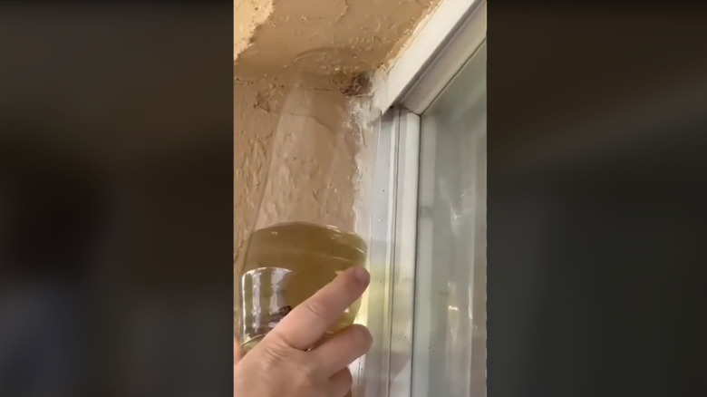 killing wasps with gas fumes