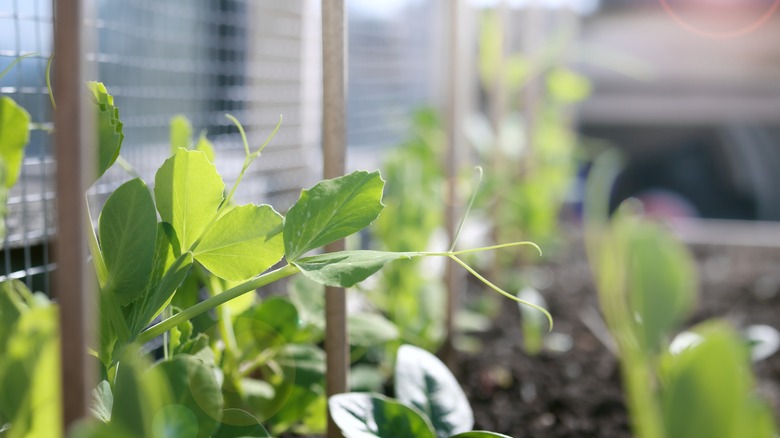 Plants grow through wire in garden