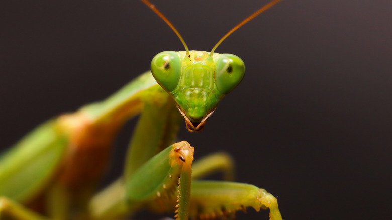 Praying mantis close-up