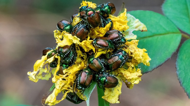 Japanese beetles on a rose