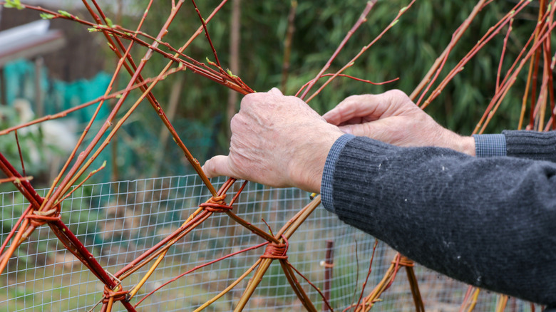 man wiring branches