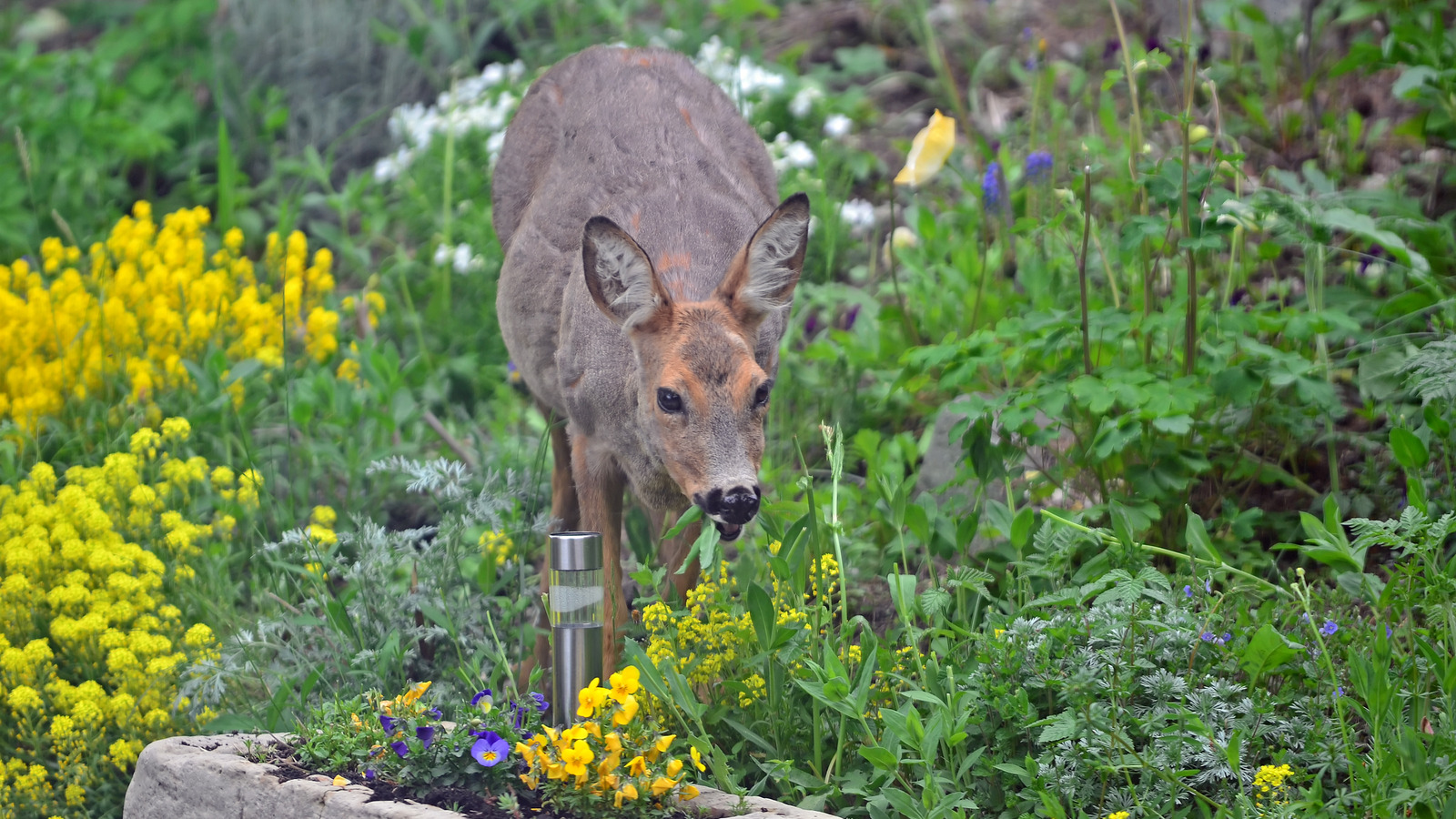 Homemade Deer Repellent