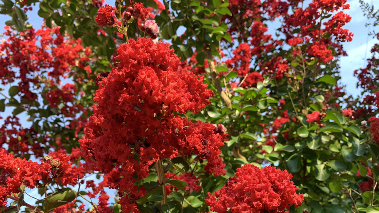 red rocket myrtle flowers