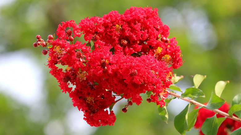 red crepe myrtle flower