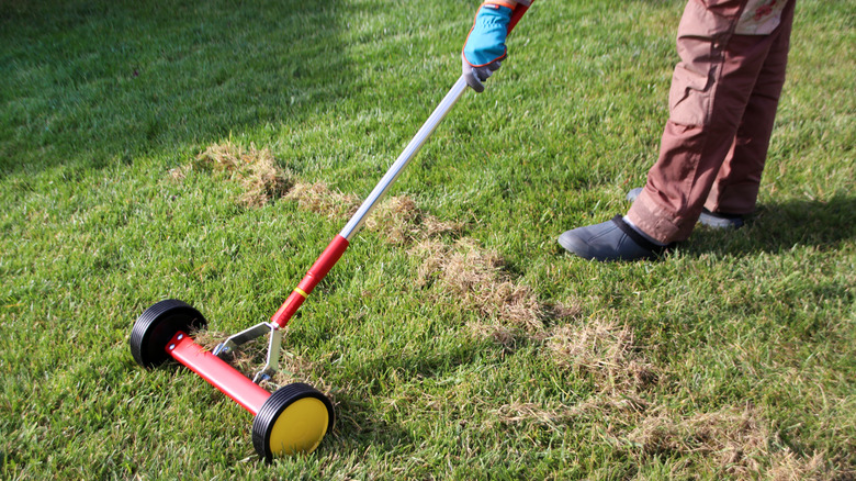 Person dethatching the lawn