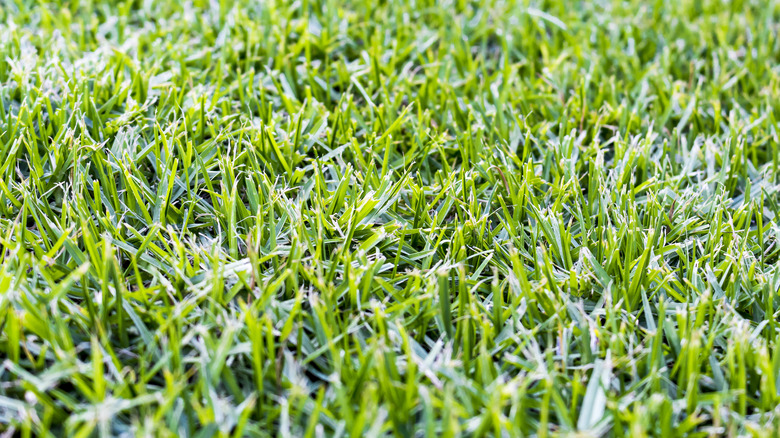 Closeup of kikuyu grass lawn