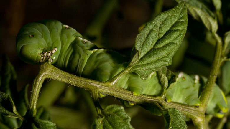 Tomato hornworm eating plant