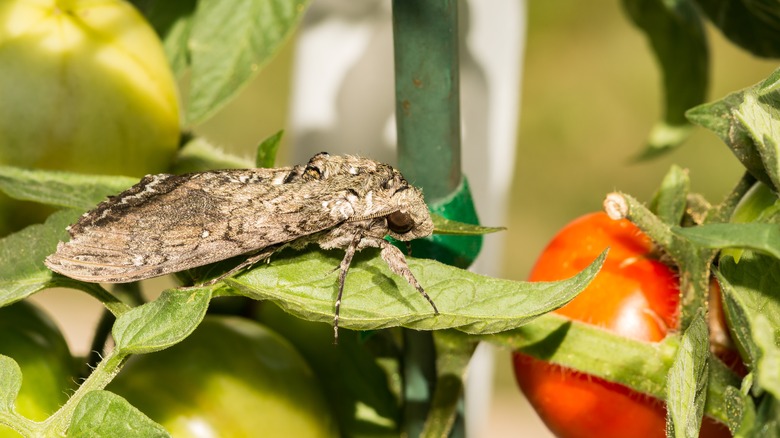 Sphinx moth on tomato plant