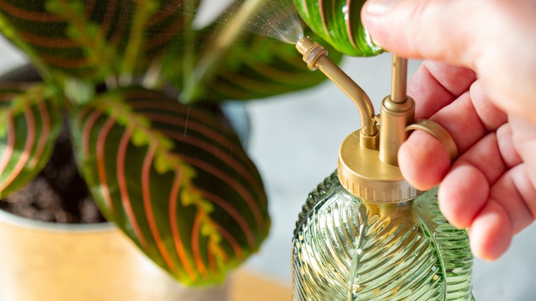 Person misting plants