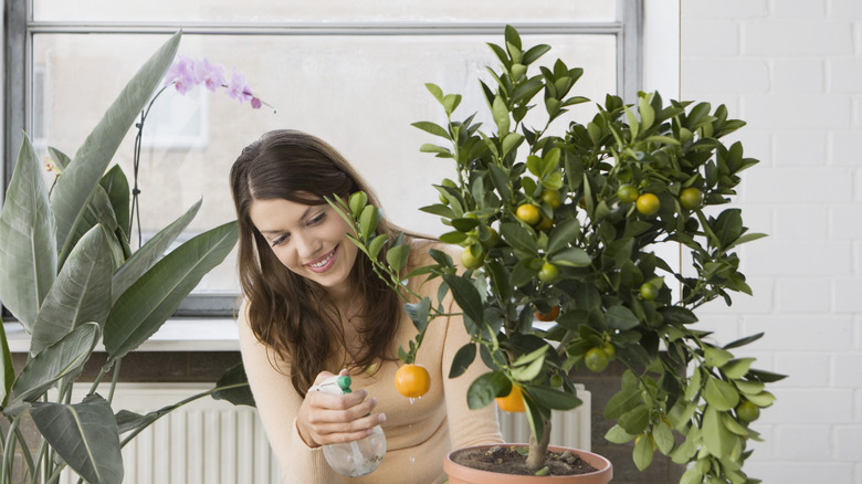 Woman sprays orange tree