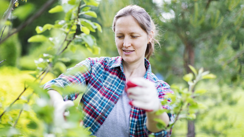 Woman prunes fruit tree