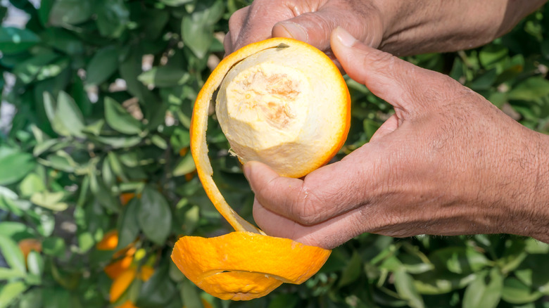 Hand peeling orange in garden