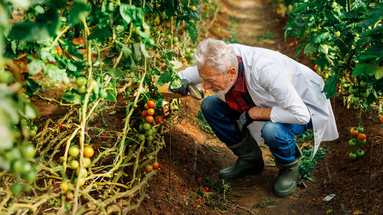 Agri scientist checking tomato plants