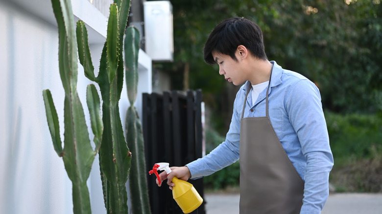 Man spraying cacti