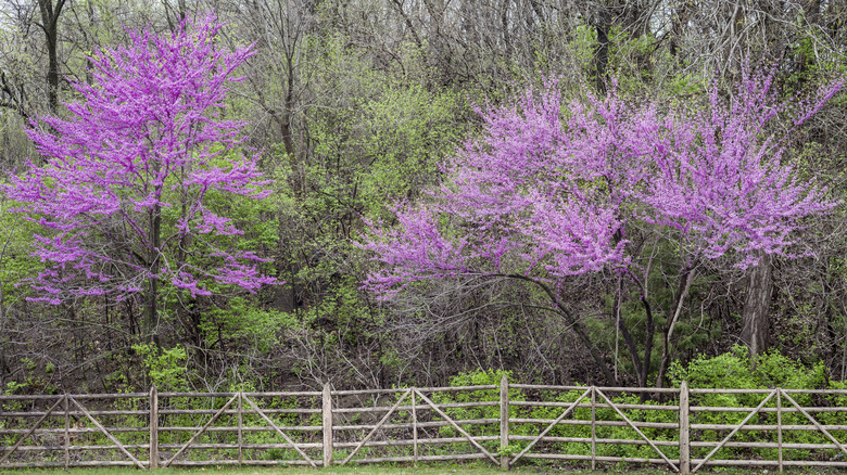 Eastern redbuds behind fence