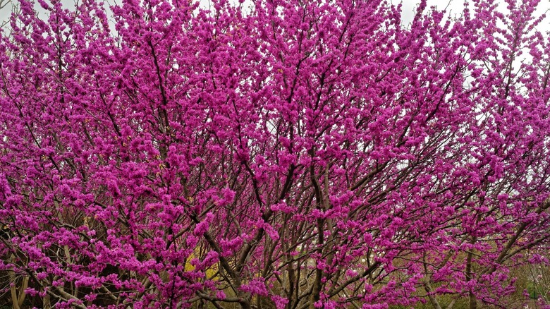 Eastern redbud in bloom