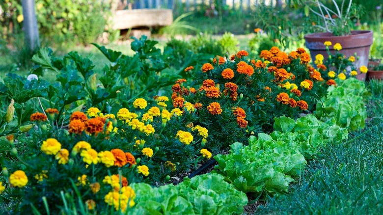 healthy garden bed flowers vegetables