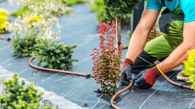 person installing drip irrigation garden