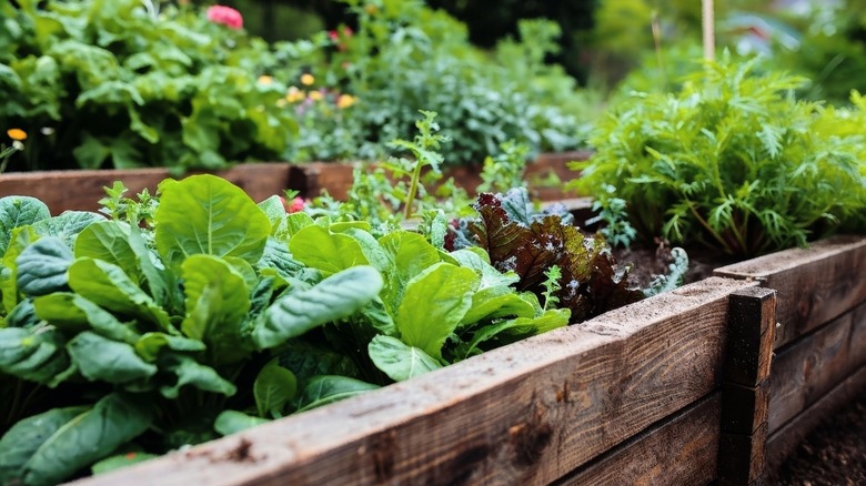 A variety of plants growing in raised garden beds