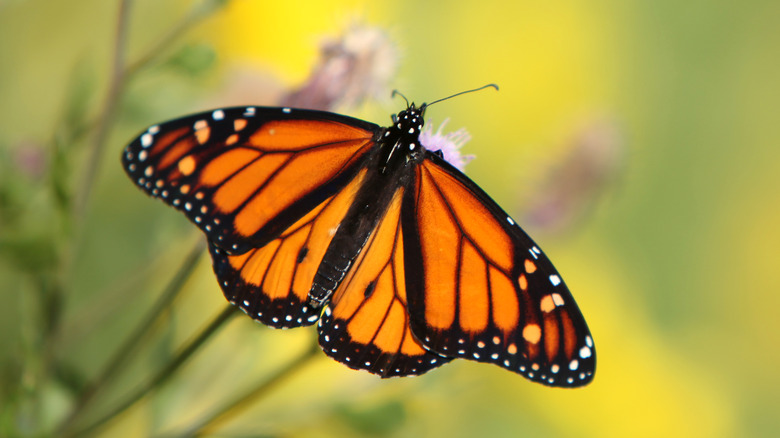 monarch butterfly