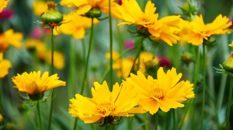 Lanceleaf coreopsis