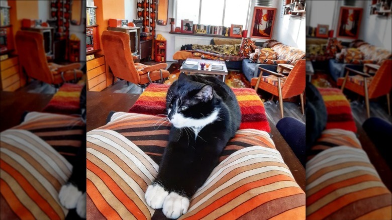 Retro home interior with cat in foreground