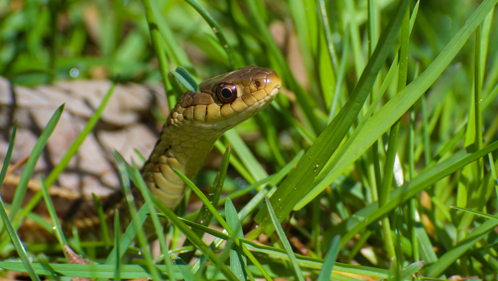 Those Holes In Your Yard Might Be Encouraging Snakes To Take Up Residence