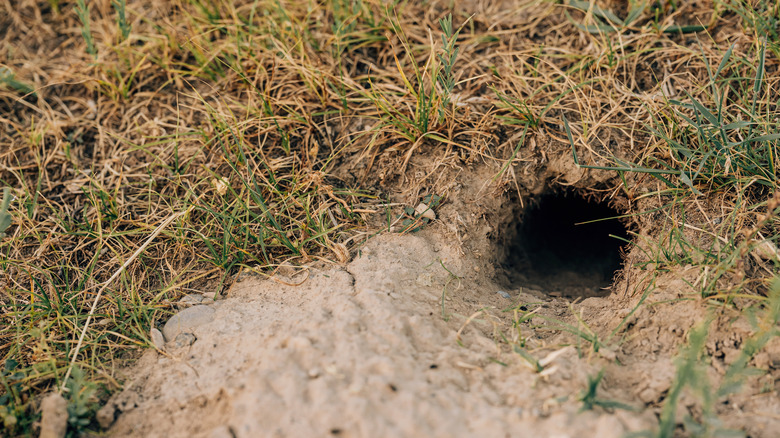 Hole in yard surrounded by grass