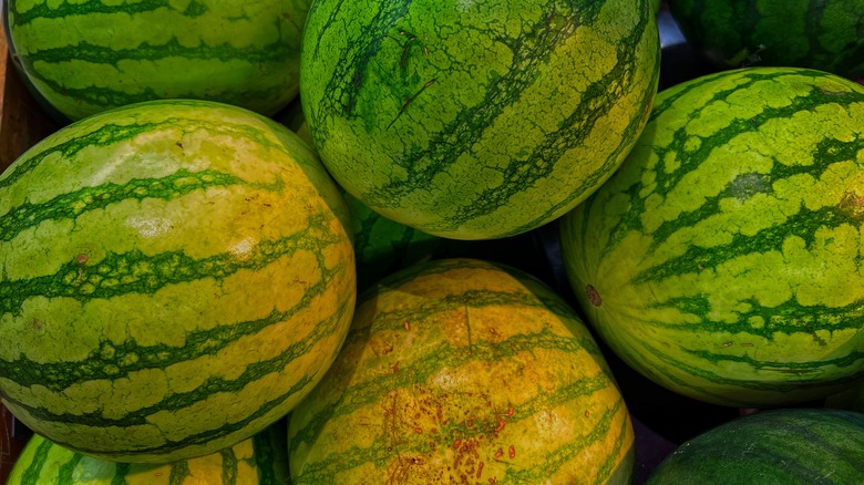 Watermelons with yellowish tinged rind