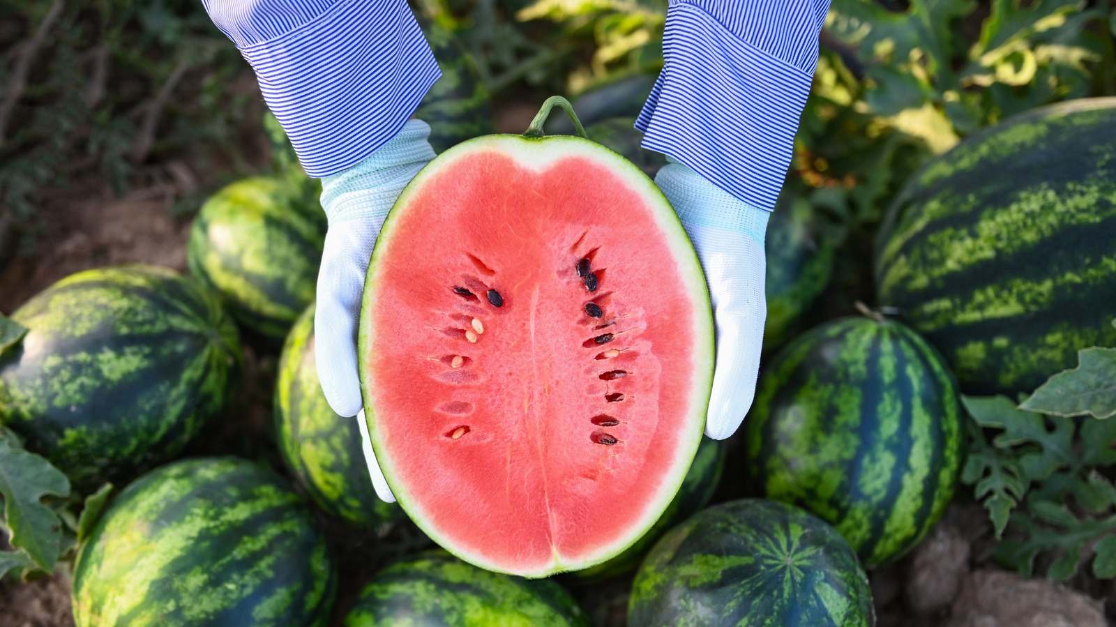 How To Tell If Your Watermelons Are Ripe For Harvesting 0141